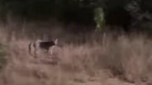 Video: Un aguara’í se suma al universo de animales vistos en el Parque Guasu