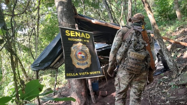 Senad detecta campamento narco y elimina 15 toneladas de marihuana en Bella Vista Norte