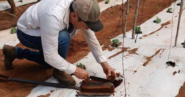 La Nación / Análisis de suelo: una herramienta fundamental para potenciar los cultivos y su rendimiento