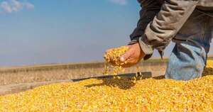 La Nación / Las exportaciones de maíz zafra 2025 se duplicaron