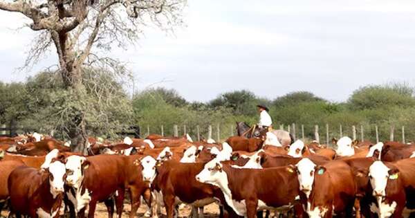 La Nación / Sector ganadero pide intervención del BCP ante la baja del dólar