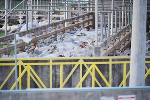 La faena de bovinos en el Mercosur inició el 2026 con una caída anual del 7%