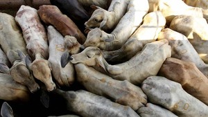 Exportación de ganado en pie a Turquía: ganaderos ven una “gran válvula comercial” para el país