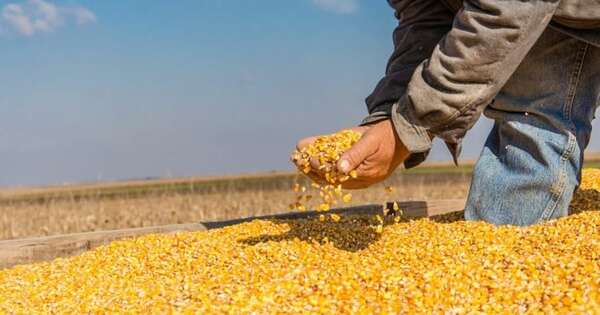 Zafra fuerte y demanda sostenida duplican envíos de maíz