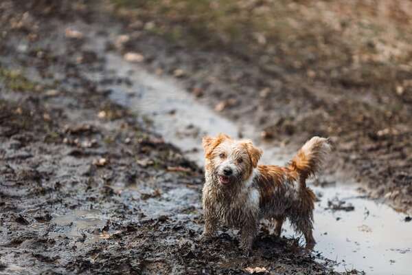 ¿Por qué los perros se restriegan contra cosas que huelen mal justo después de bañarse? - Mascotas - ABC Color