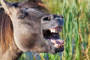 El relincho de los caballos: un canto con dos mensajes distintos - Ciencia - ABC Color