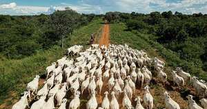 Everdem cumple 25 años de innovar el negocio ganadero en Paraguay