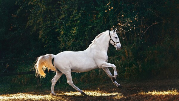 El secreto oculto detrás del relincho de los caballos: los investigadores descubren algo sorprendente