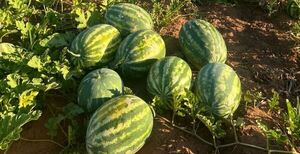 Productores de Itapúa logran exitosa producción de sandía en verano