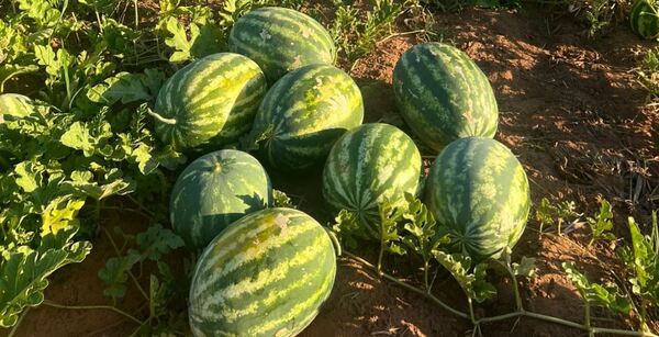 Productores de Itapúa logran exitosa producción de sandía en verano
