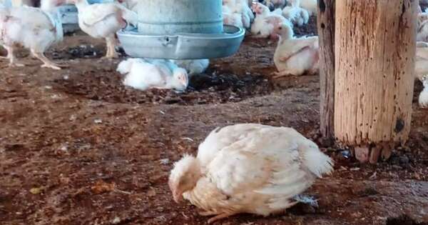 Diario HOY | Emiten alerta sanitaria por casos de influenza aviar en Buenos Aires