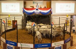 Expo Canindeyú comienza a fondo: hoy martes rematan en vivo más de 700 desmamantes