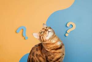 Cuando el humano rompe las reglas: por qué la falta de coherencia confunde a tu mascota - Mascotas - ABC Color