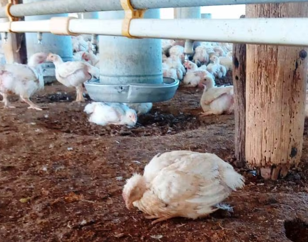 Emiten alerta sanitaria por casos de influenza aviar en Buenos Aires