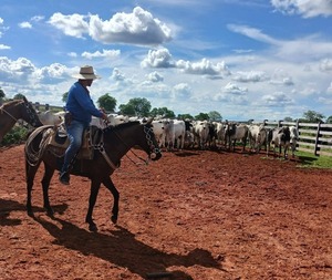 Investigan robo de 21 toros de una estancia en Yby Yaú