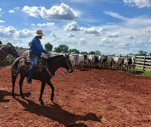 Investigan robo de 21 toros de una estancia en Yby Yaú
