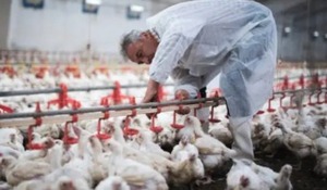 SENACSA activa “vigilancia máxima” por reaparición de gripe aviar en países vecinos