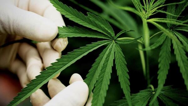 Estudio vincula consumo de cannabis con mayor riesgo de trastornos mentales en jóvenes