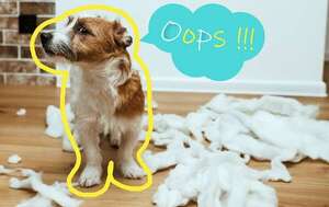 Culpables con cola: los cinco gestos que delatan a un perro que acaba de romper algo - Mascotas - ABC Color