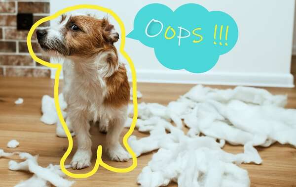 Culpables con cola: los cinco gestos que delatan a un perro que acaba de romper algo - Mascotas - ABC Color