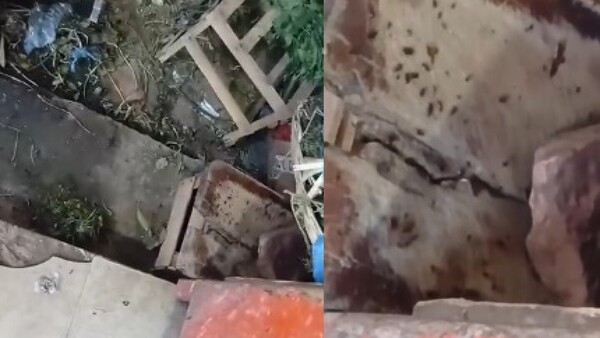 Denuncian invasión de cucarachas en el Mercado de Itá