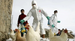 Senacsa declara alerta por gripe aviar en Argentina