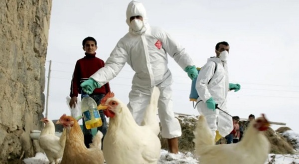 Senacsa declara alerta por gripe aviar en Argentina