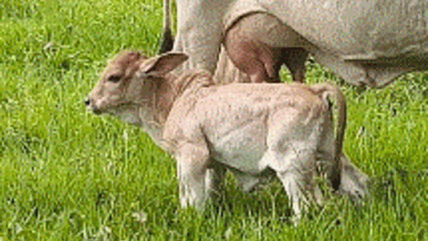 Vaca’i bulldog asombra a español en Paraguay