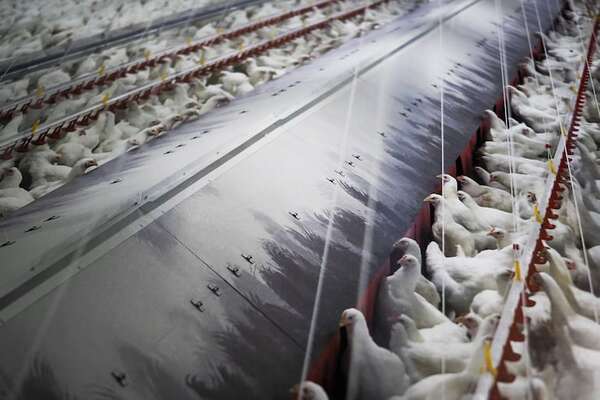 Senacsa: “alerta máxima” en Paraguay ante casos de gripe aviar en Argentina - ABC Rural - ABC Color