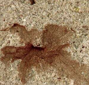 Hallazgo clave: Patagoflora minima, una flor fósil de 101 millones de años - Ciencia - ABC Color