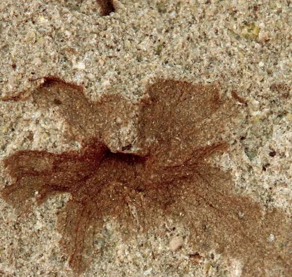 Hallazgo clave: Patagoflora minima, una flor fósil de 101 millones de años - Ciencia - ABC Color