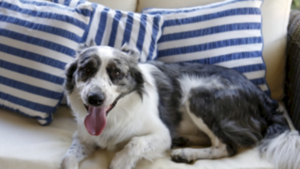 Actuación rápida ante un golpe de calor en mascotas