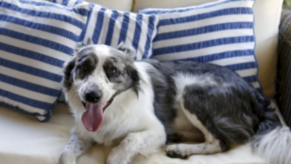 Actuación rápida ante un golpe de calor en mascotas