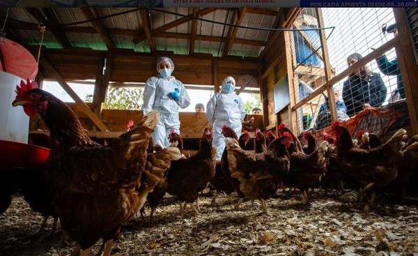 Gripe aviar: Paraguay anuncia suspensión de importaciones de Argentina