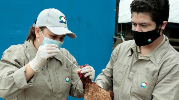 Prohíben importar productos avícolas ante brote de gripe