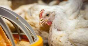 La Nación / Paraguay prohíbe la importación de productos avícolas desde Argentina