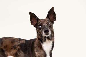 Cómo predecir el tamaño y temperamento de un cachorro mestizo - Mascotas - ABC Color