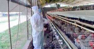 La Nación / Caso de gripe aviar se detectó en aves de corral al sudoeste de Buenos Aires