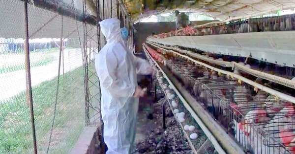 La Nación / Caso de gripe aviar se detectó en aves de corral al sudoeste de Buenos Aires