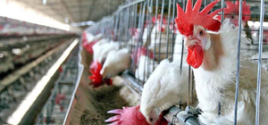 Uruguay declara emergencia sanitaria nacional por gripe aviar