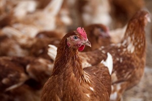 Senacsa prohíbe temporalmente importación de productos avícolas desde la Argentina