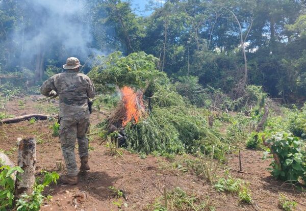 Anulan 27 toneladas de marihuana y causan pérdida cercana al millón de dólares en Concepción
