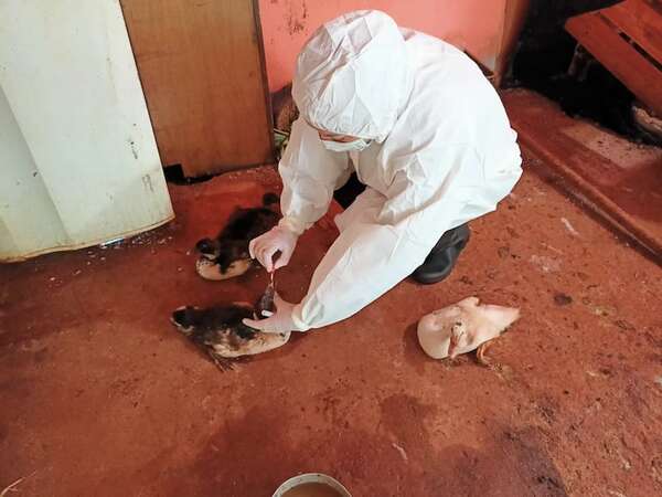 Influenza aviar: prohíben importación de aves vivas y huevos desde Argentina  - Nacionales - ABC Color