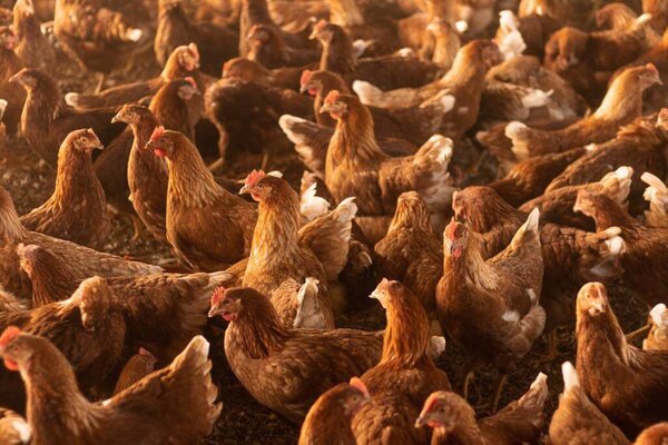 Gripe aviar, Uruguay declara la emergencia sanitaria - ADN Digital