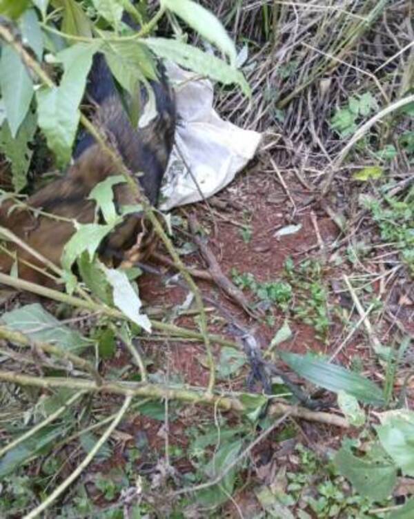 Ataron y abandonaron a un perro en un yuyal de Yaguarón