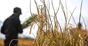 La Nación / Arroceros piden precisión tras suspensión de riego por bajante del río