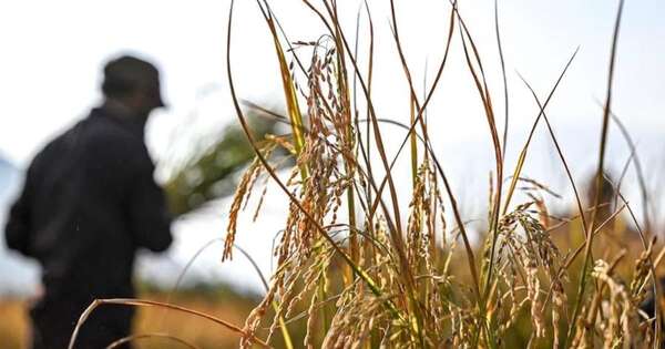 La Nación / Arroceros piden precisión tras suspensión de riego por bajante del río