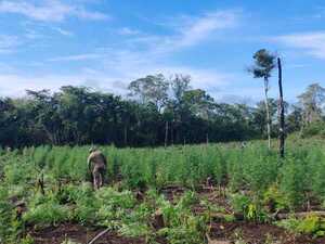 SENAD anula la producción de 27 toneladas de marihuana en Concepción