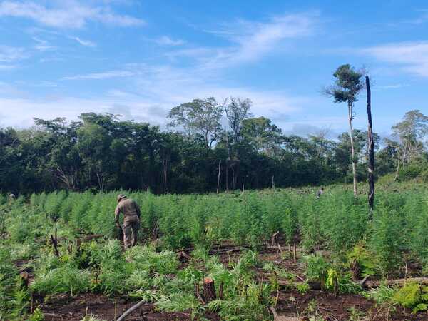 SENAD anula la producción de 27 toneladas de marihuana en Concepción