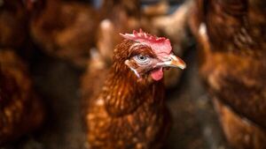 Alerta por brote de gripe aviar: Senacsa prohíbe importaciones desde la Argentina | Unicanal